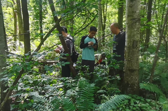 1724119858299041.jpg 綠化苗木 (1)_副本.jpg