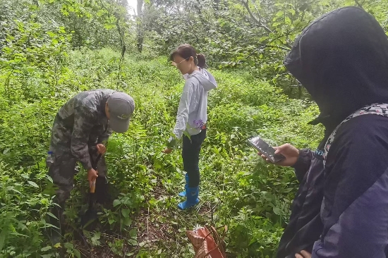 1724119869231718.jpg 綠化苗木 (2)_副本.jpg