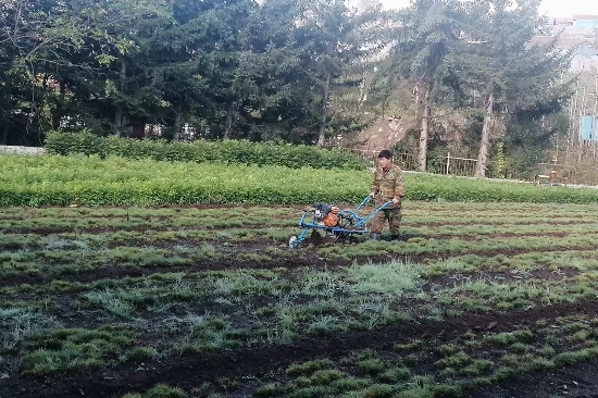 綠化苗木經(jīng)營管理處開展秋季圃地除草工作 (1).jpg