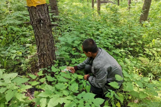 1752563188187237.jpg 大川林場(chǎng)開(kāi)展森林病蟲害防治工作(1).jpg