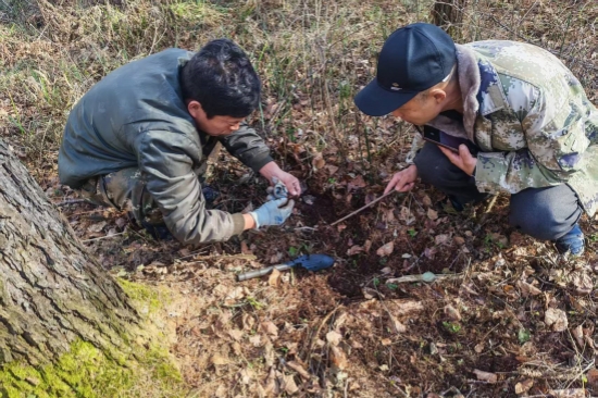 1763963005843687.jpg 泉林公司全面開展越冬前蟲情調查工作(3).jpg